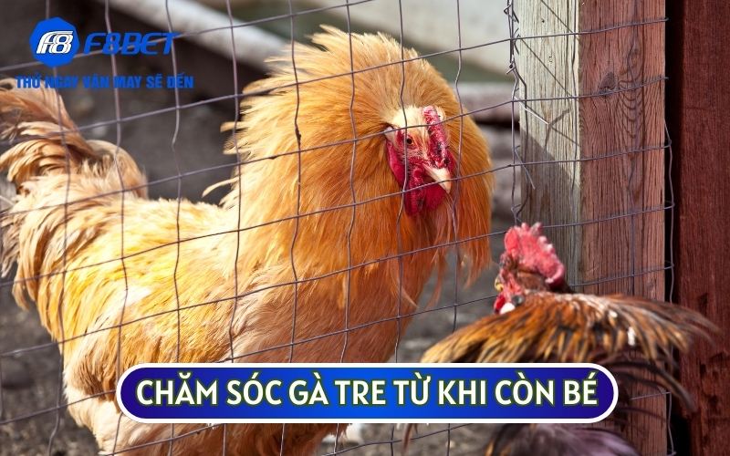 Ở giai đoạn này sư kê sẽ cần có chế độ CHĂM SÓC GÀ TRE và huấn luyện đặc biệt