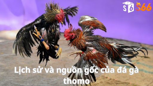 Lịch sử và nguồn gốc của đá gà thomo