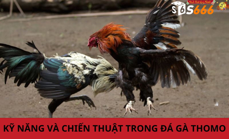 Kỹ năng và chiến thuật trong đá gà thomo