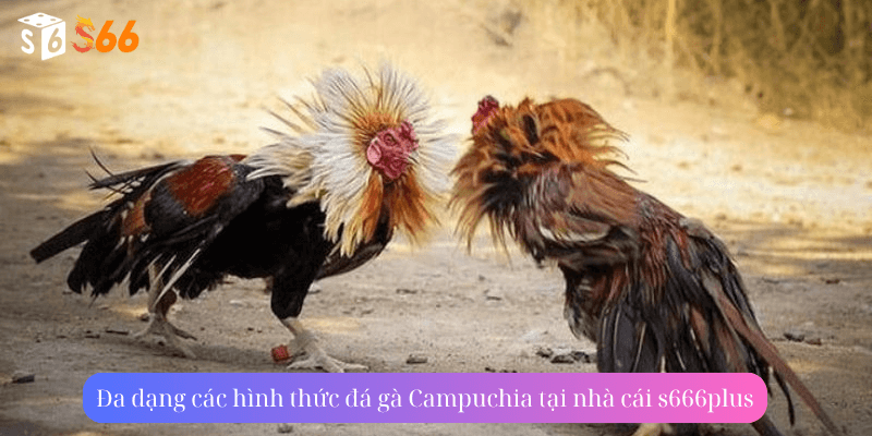 Đa dạng các hình thức đá gà Campuchia tại nhà cái s666plus