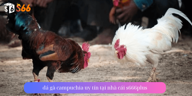  đá gà campuchia uy tín tại nhà cái s666plus