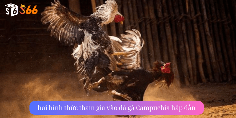 hai hình thức tham gia vào đá gà Campuchia hấp dẫn