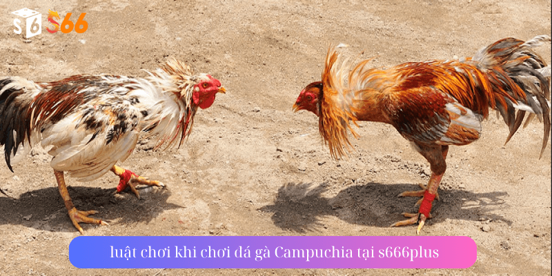 luật chơi khi chơi đá gà Campuchia tại s666plus